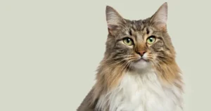 Sintoquim Protameen Protapon SCI