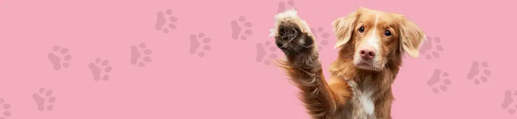 Sintoquim Fórmulas Safe Step Paw Milk 2026